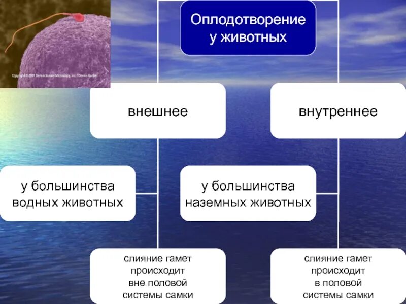 Чем оплодотворение отличается от. Схема типы оплодотворения. Типы оплодотворения внешнее и внутреннее. Внешнее и внутреннее оплодотворение таблица. Виды оплодотворения у животных.