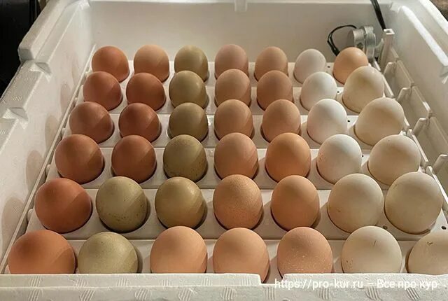 Куплю яйца кур для инкубатора. Яйцо куриное Советск. Некондиция квадратные куриные яйца. Как правильно хранить яйца куриные.