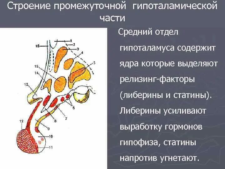 Задний гипоталамус функции. Ядра переднего отдела гипоталамуса. функции ядер гипоталамуса.