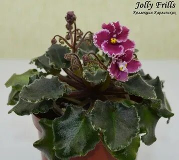 Jolly frills фиалка