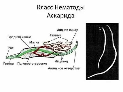 Круглые черви особенности пищеварительной системы органы пищеварения