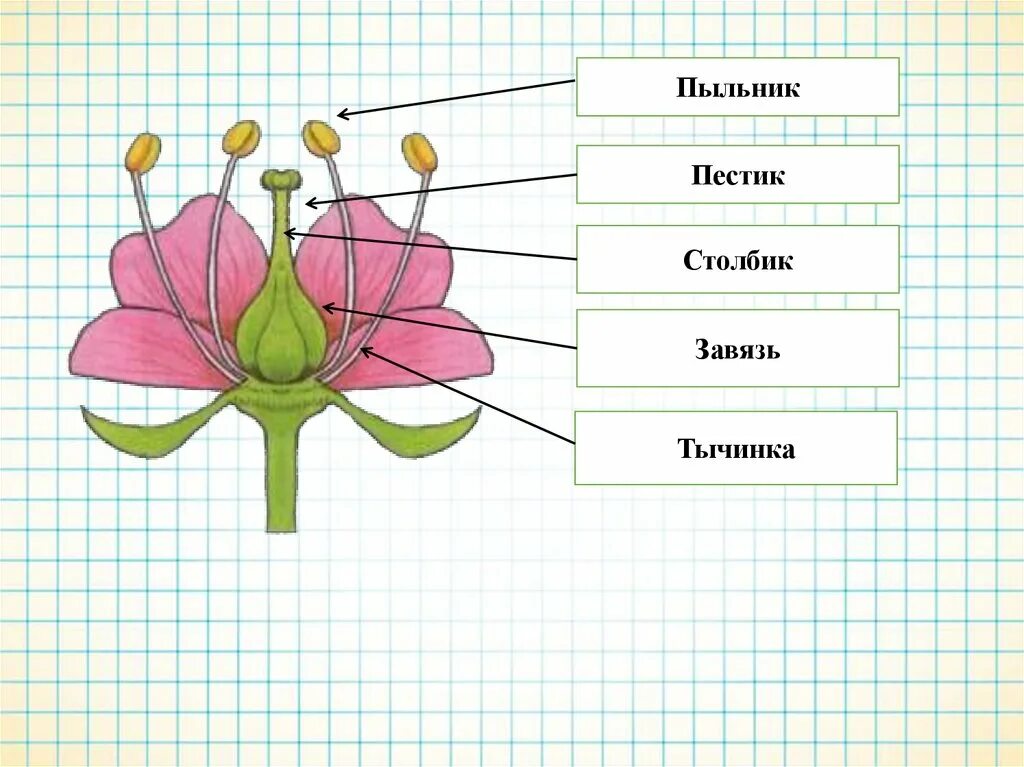 Строение цветка рисунок. Строение растения тычинка пестик. Тычинки и пестики шиповника. Строение пестика цветка. Строение тычинки шиповника.