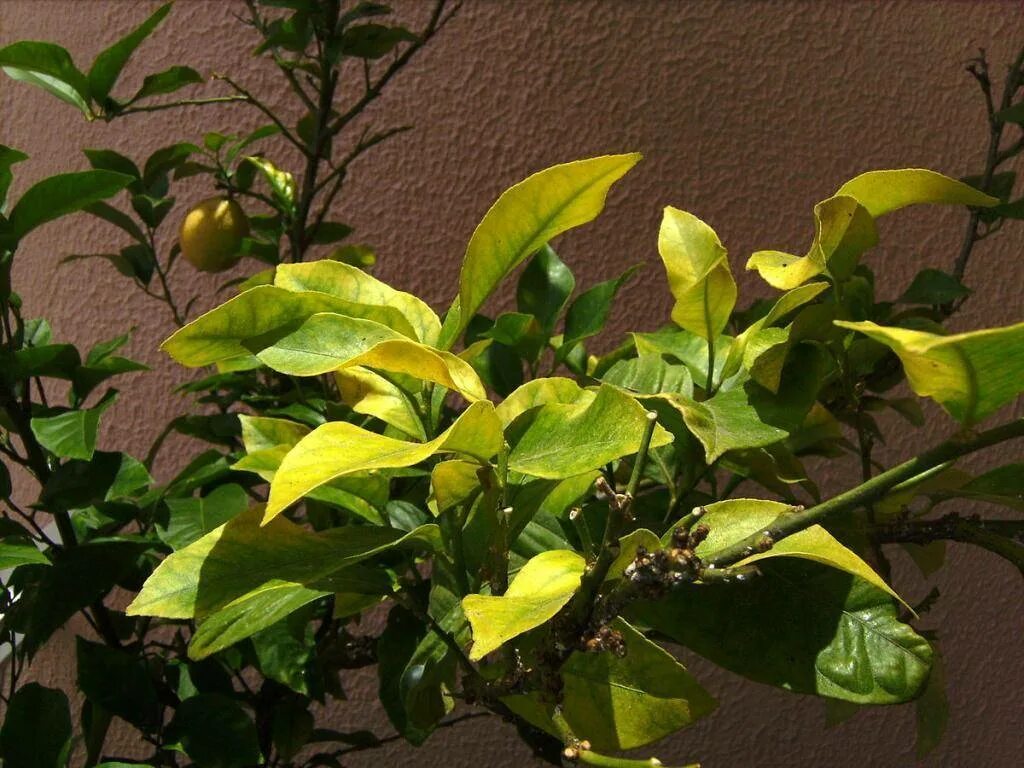 У лимонного дерева скручиваются листья. Хлороз лимона. Хлороз лимона комнатного. Хлороз цитрусовых. Почему желтеет домашний цветок