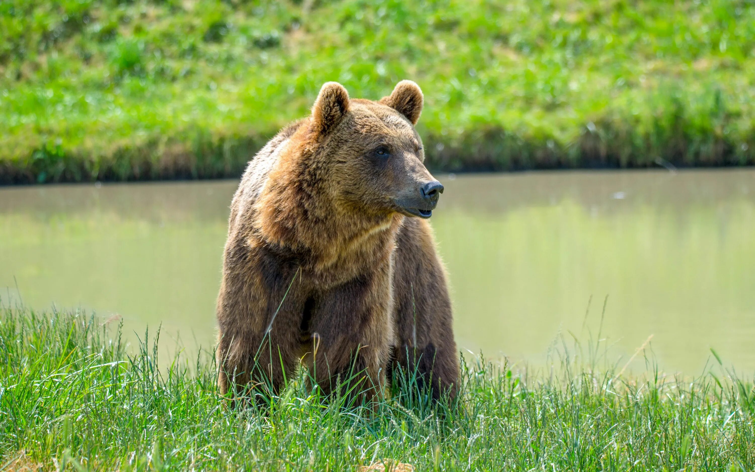 Бурый медведь утверждение. Браун Беар. Бурый медведь обыкновенный.. Бурый медведь медведь.