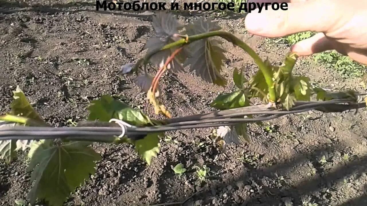 Подмерз виноград весной. Виноградная лоза подмерзла. Виноград плачет после зимы. Подмерз виноград весной. Виноград после заморозков.