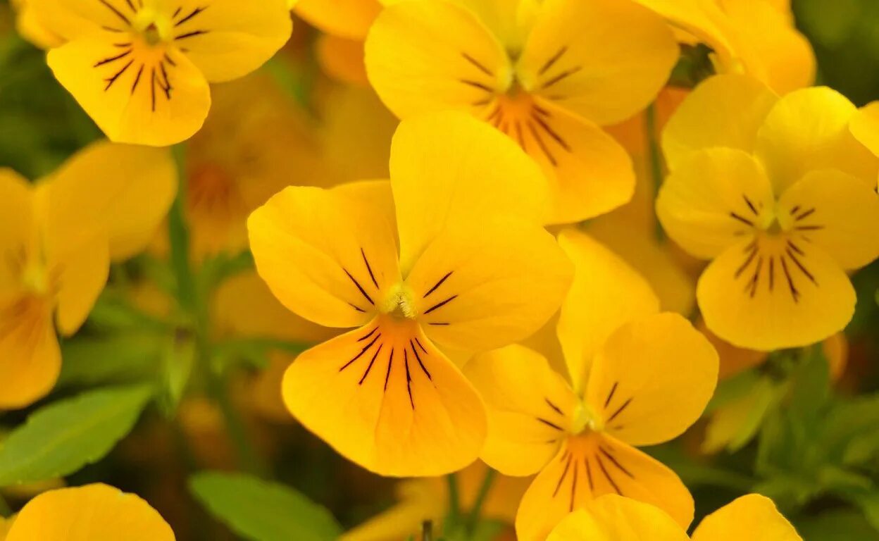 Желтые цветочки фото название. Анютины глазки желтые. Анютины глазки цветы желтые. Виола цветы желтые. Желтые четырехлепестковые цветы.