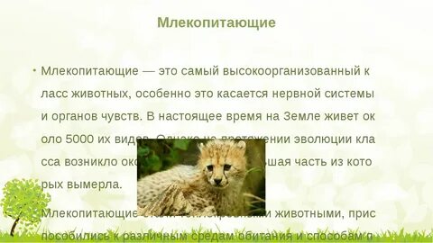 Высокоорганизованное млекопитающее