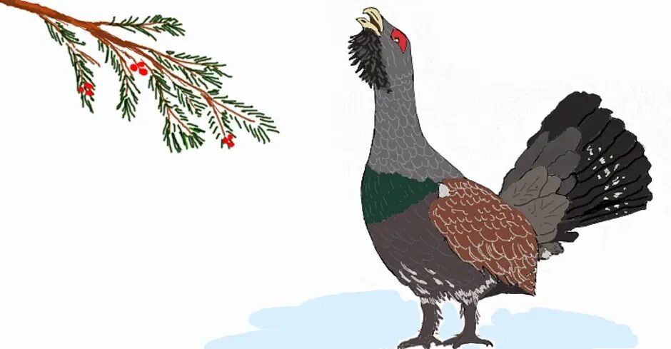 Глухарь птица для детей. Глухарь птица нарисовать. тетерев рисунок. тетерев для детей.