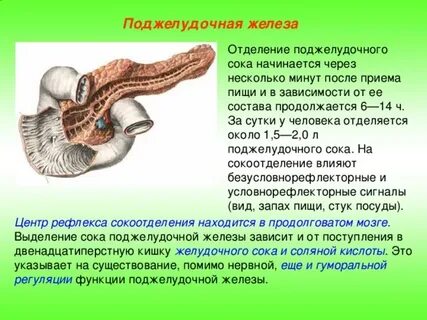 Панкреатический сок печени