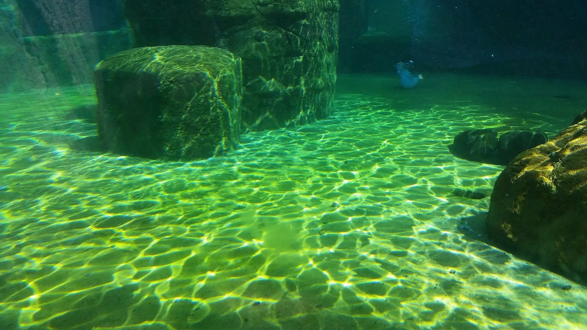 В прозрачной воде снуют шустрые. Дно моря. Дно океана. Морское дно. Под водой.