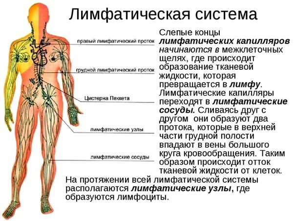 Из чего состоит лимфа. Лимфатическая система человека строение и функции. лимфатическая система капиллсяр. лимфатическая система начинается капиллярами. лимфатическая система человека капилляры.