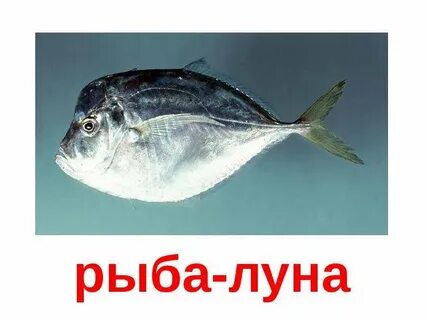 Морская рыба 3