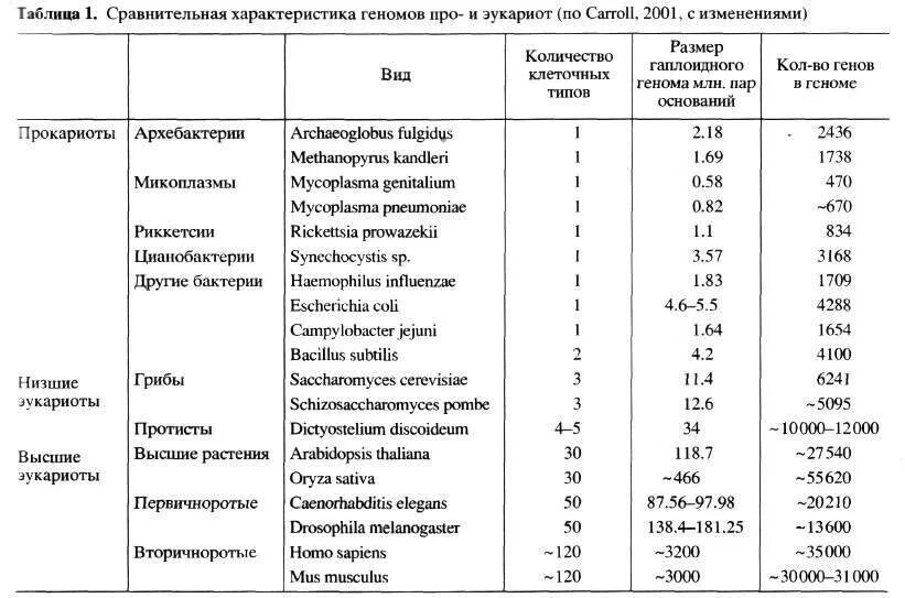 Размеры прокариот