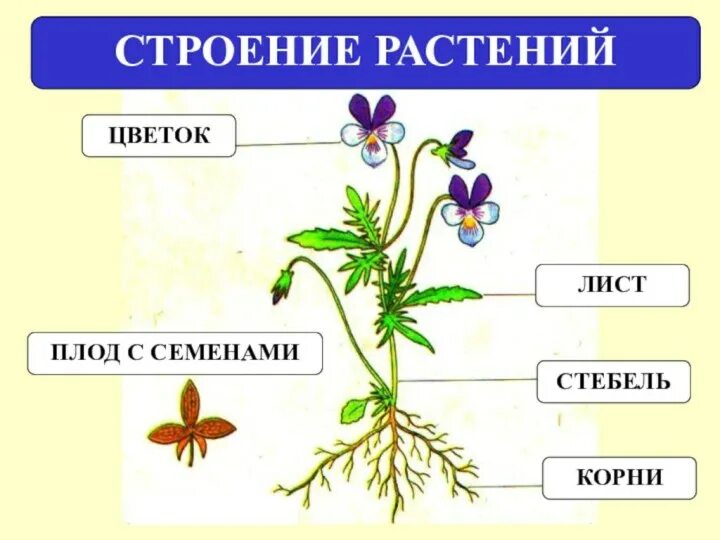 Растение рисунок биология. Строение растения. Внешнее строение гинкового растения. Строение цветкового растения. Строение цветкового растения 5 класс.