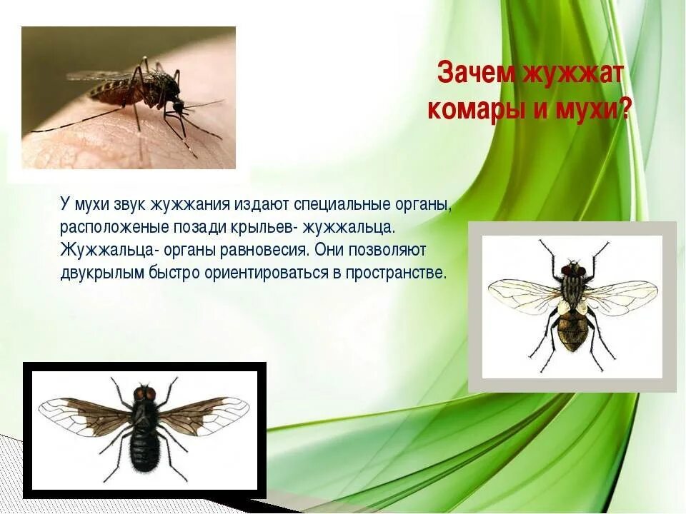 Почему мухи жужжат. Муха комар. Жужжащие насекомые. Насекомые комары мухи. Жужжание мухи.