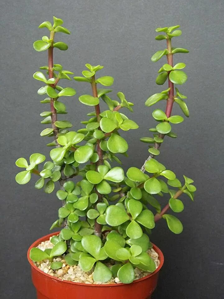 Нефритовое дерево комнатное растение фото Arbol de la abundancia Jade plant bonsai
