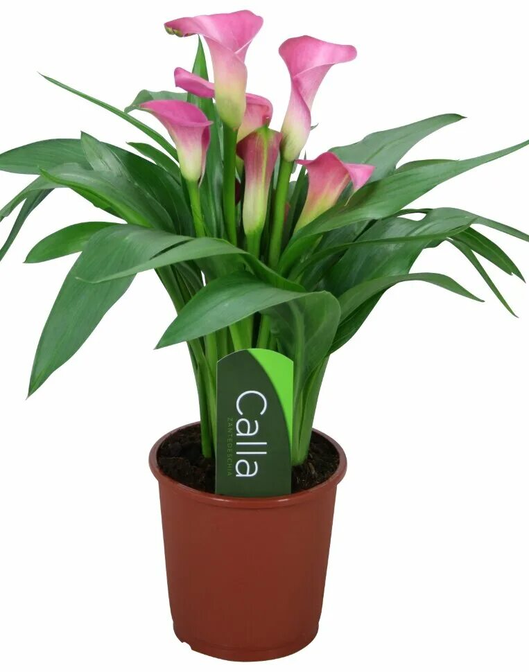 антуриум андре красный. комнатные растения. интернет магазин комнатных цветов недорого. горшечные растения. комнатное растение мужское счастье.