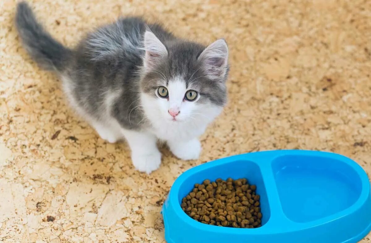 Кошка плохо ест корм. Корм для маленьких котов. Котенок не ест сухой корм. Приучение котёнка к корму. Ухаживание за кошкой корм.
