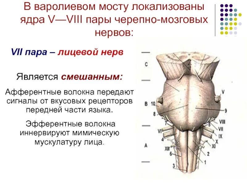 Viii черепного нерва. Ствол мозга ядра черепных нервов. Ядра 7 пары черепно-мозговых нервов. 7 Пара черепных нервов ядра. Пары черепно мозговых нервов анатомия.