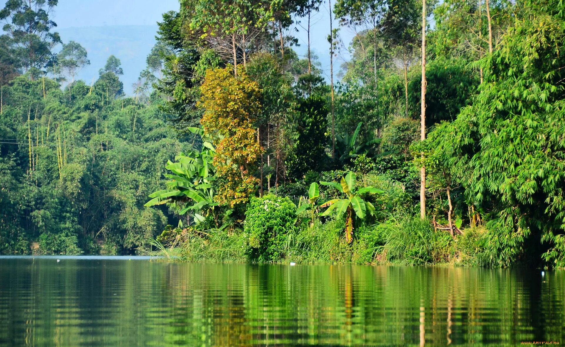 Amazon borneo congo. Тропические леса амазонки в Бразилии. Сельва Бразилии. Река Амазонка джунгли. Природа Бразилии Сельва.