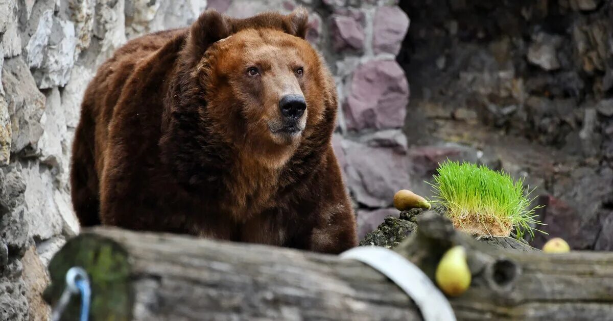 Бурый медведь московского зоопарка. Московский зоопарк бурый медведь. Бурый медведь в зоопарке Москвы. Моковский зоопарк медведь. Бурый медведь в зоопарке.