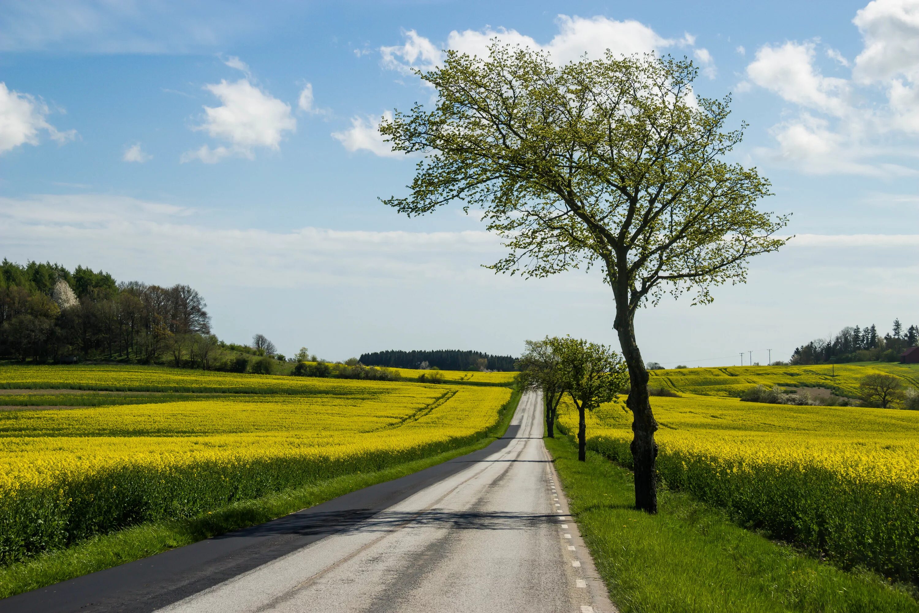 County roads. Кантри Роудс. Дорога в поле. Поле у дороги. Инфраструктура сельской местности.