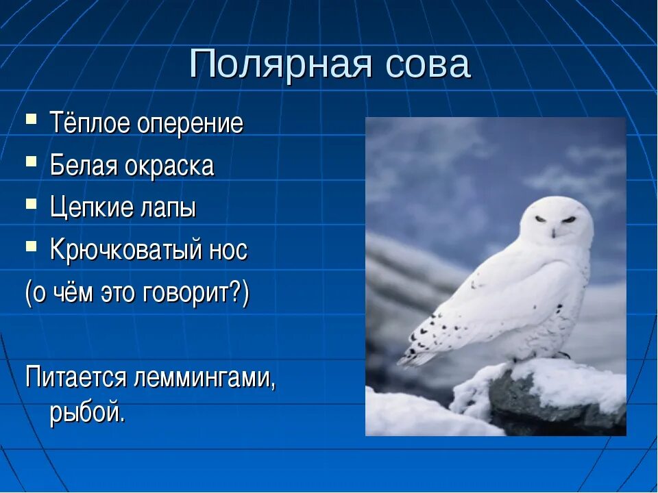 Полярная Сова презентация. Птицы Арктики 4 класс. Птицы Арктики 4 класс окружающий мир. Полярная Сова в ледяной зоне.