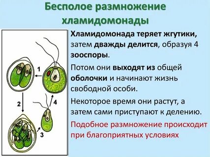 Размножается половым и бесполым способом