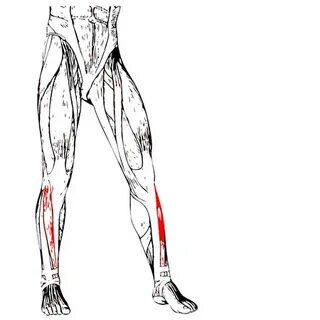 Lower leg