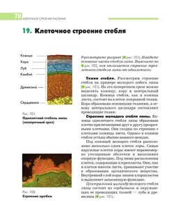 Особенности клеток коры стебля