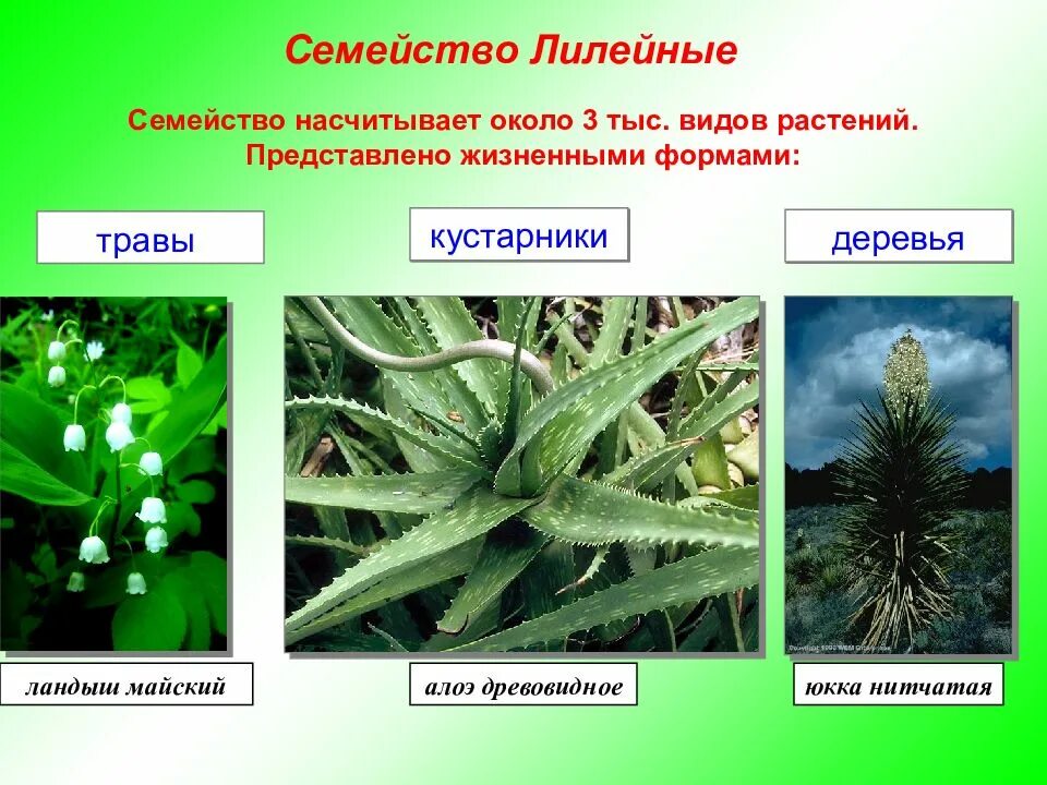 Жизненная форма класса однодольные. Алоэ однодольное. растения покрытосеменные однодольные лилейные. алоэ лилейные. семейство лилейные жизненные формы.