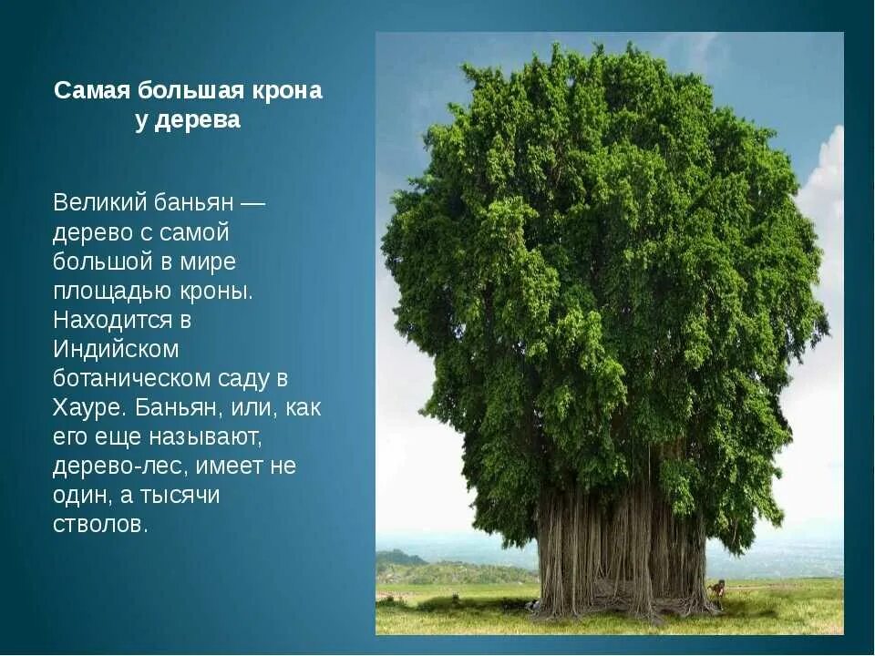 Сонник есть дерево. Интересные факты о деревьях. Интересные деревья. Интересные деревья и их описание. Удивительные деревья.