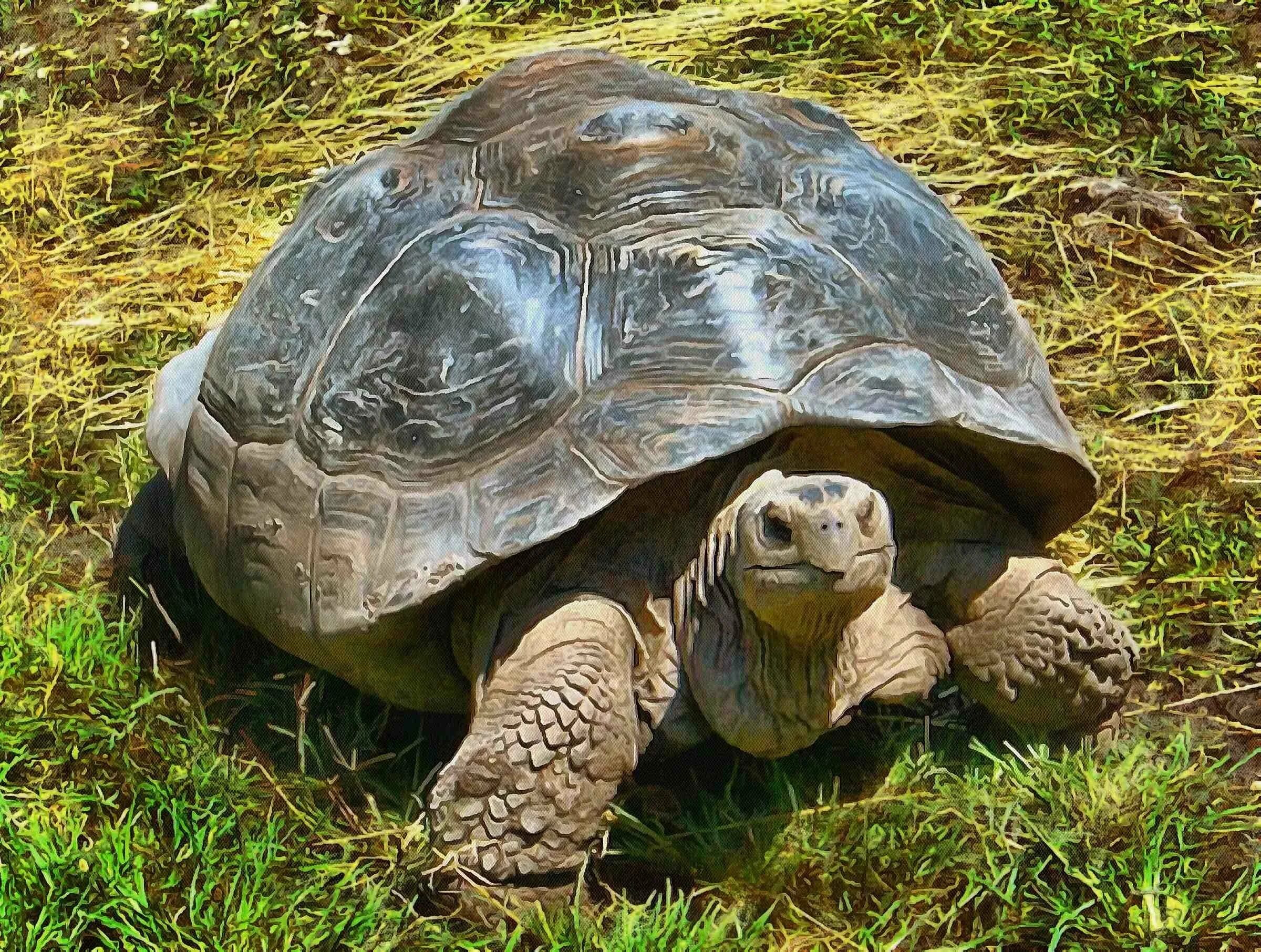 Turtle черепаха