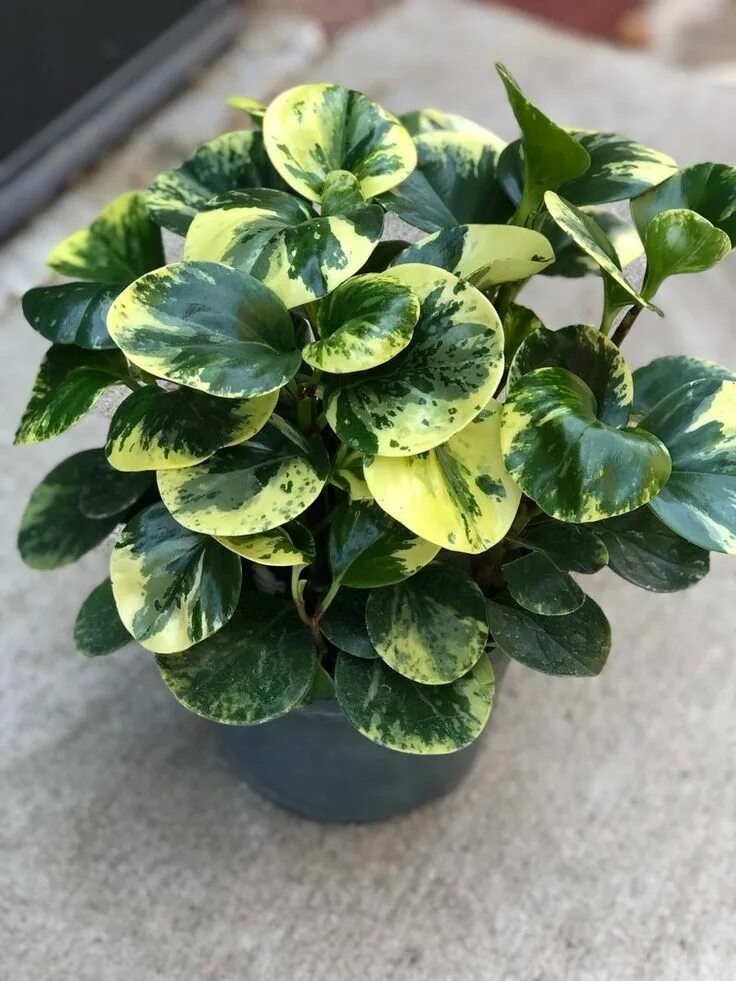 ficus elastica variegata Folhagem