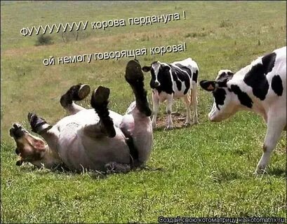 Где там корова
