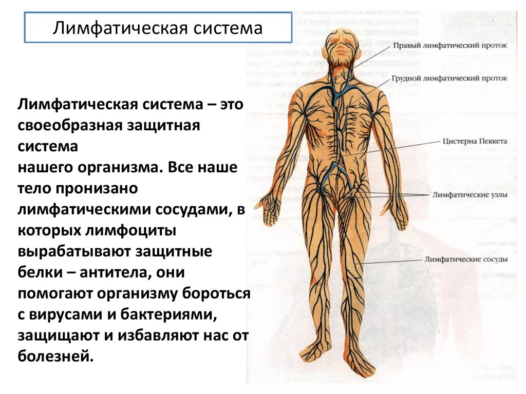 Нервы лимфатических сосудов. Схема строения лимфатической системы. Схема строения лимфоидной системы человека. Как устроена лимфатическая система человека. Анатомические структуры лимфатической системы.