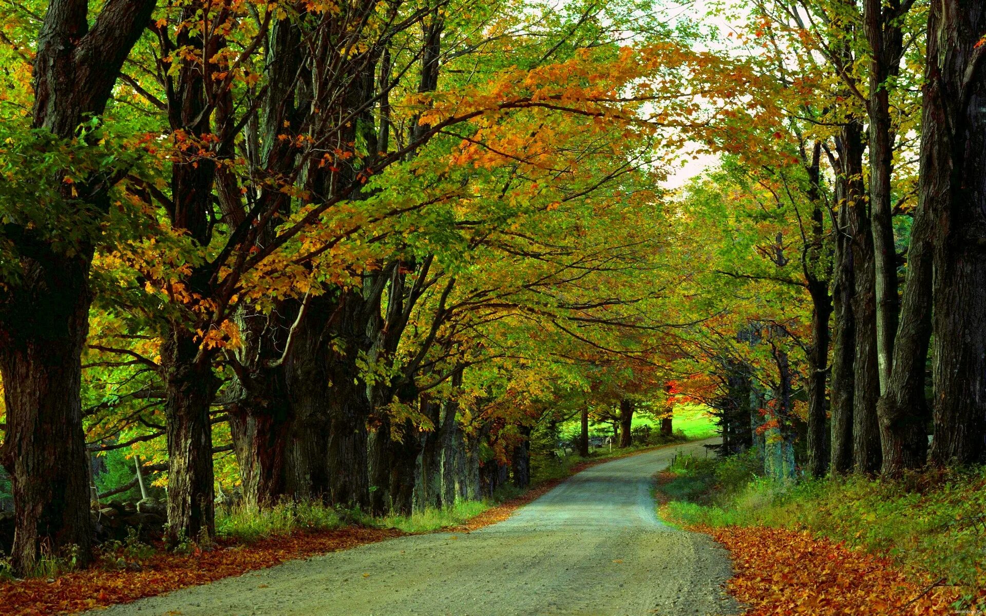 The trees fall across the road. Лес картинка 640х480. Картинки с размером 1920 на 640. Forest Road. Фото 480 на 640.