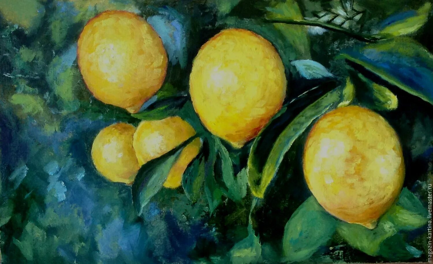 Спелый лимон не кислый. Как правильно ухаживать за лимоном. My lemons. Юдзу фрукт. Удобрение для лимона комнатного.