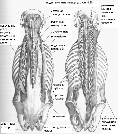 Мышцы спины глубокий слой анатомия. Глубокие мышцы позвоночника. Глубокие мышцы поясницы. Глубокие Аутохтонные мышцы спины.
