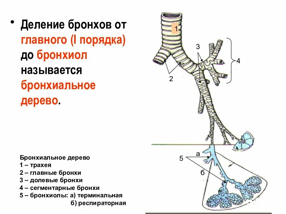 Бронхиолы и бронхиальное дерево. Бронхиальное дерево сегментарные бронхи. Схема деления бронхиального дерева. Схема деления бронхиального и альвеолярного деревьев.