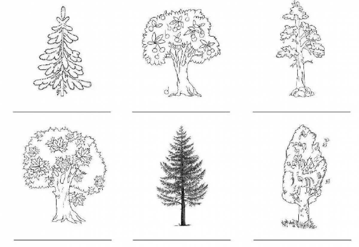 Тест хвойные. Хвойные и лиственные деревья задания. Хвойные деревья задания для дошкольников. Карточки хвойные и лиственные деревья. Хвойные и лиственные деревья задания для детей.