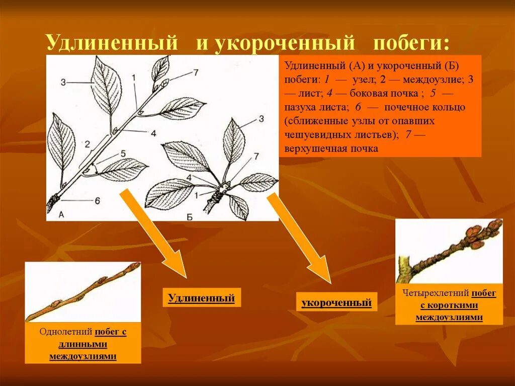 Листья на удлиненных побегах