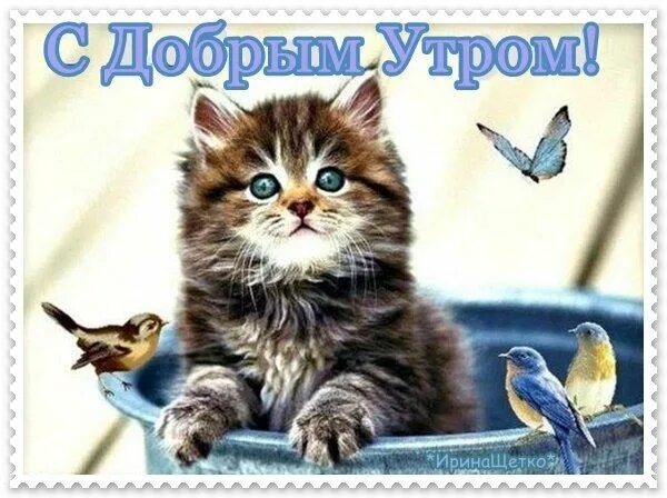 Пин от пользователя Zlata Moljk на доске Cats&kittens Самые милые животные, Смеш