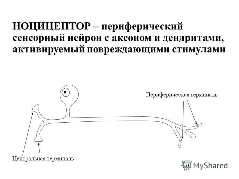 Сенсорный нейрон. Сенсорный нейрон
