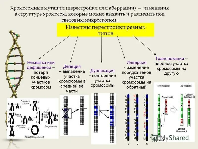 Изменение происходящие в хромосомах