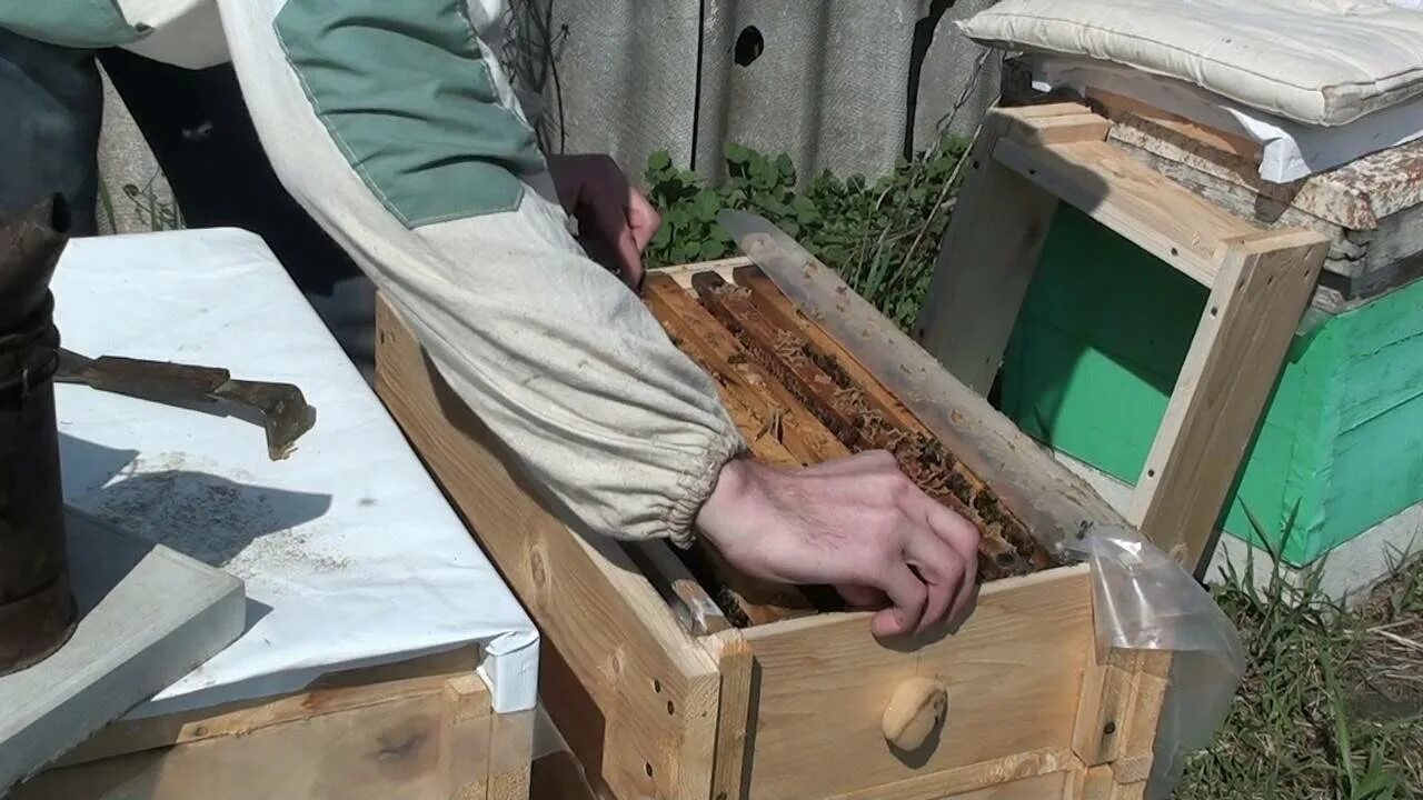 Весенняя обработка пчел от клеща. Обработка ульев. Обработка пчел весной. Пчеловодство обработка пчел весной. Пчеловодство на Кубани.