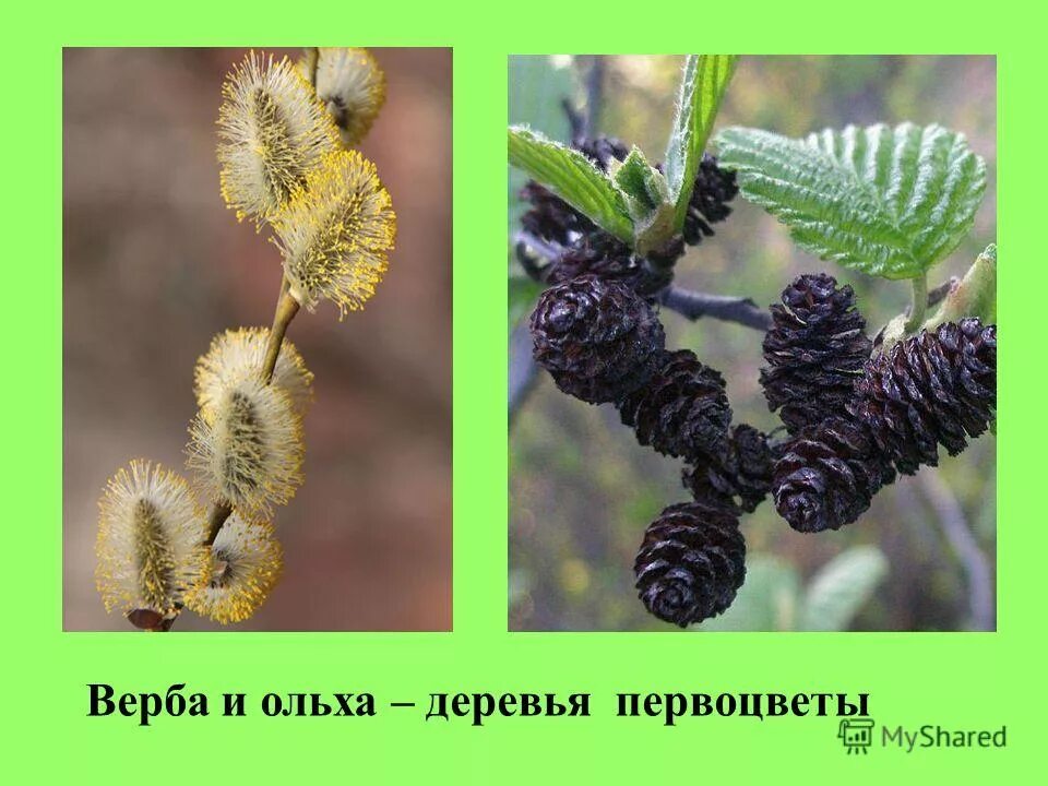 ольха и верба