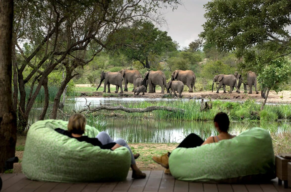 People and wildlife. Крюгер парк ЮАР. Сафари Крюгер парк. ЮАР сафари лоджи. Заповедник Тимбавати Африка.