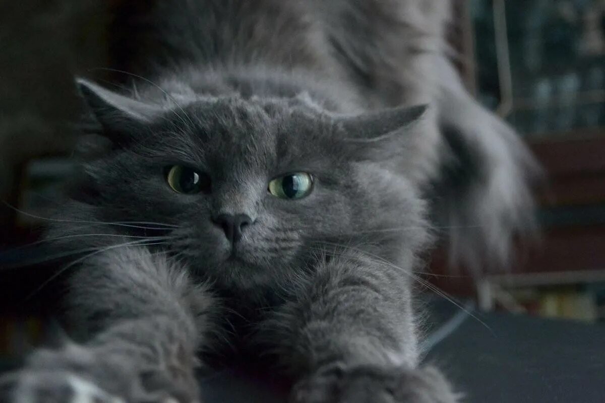 Кошка нибелунг характер
