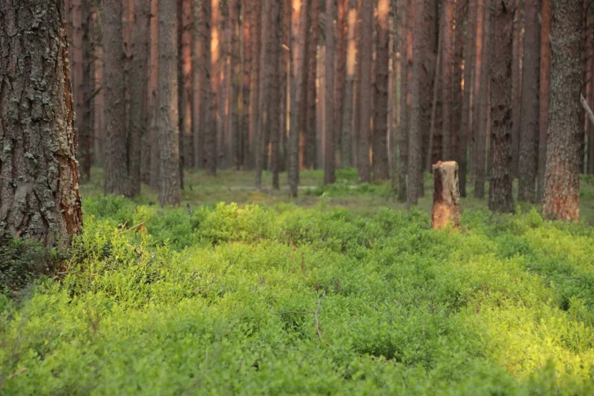 Доклад про лес. Охрана леса заповедники. Заповедники побережья кавказа. Особо охраняемая природная территория. Охрана природных территорий.